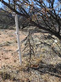 Cylindropuntia spinosior image