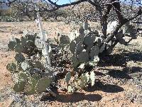 Opuntia engelmannii image