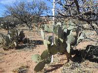 Opuntia engelmannii image