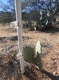 Opuntia engelmannii image