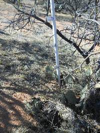 Opuntia engelmannii image