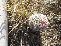 Echinocereus rigidissimus image