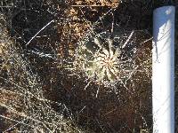 Ferocactus wislizeni image