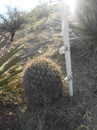 Ferocactus wislizeni image