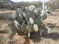 Opuntia engelmannii image