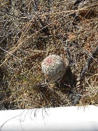 Echinocereus rigidissimus image