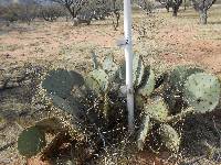 Opuntia engelmannii image