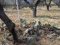 Opuntia engelmannii image