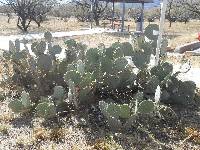 Opuntia engelmannii image