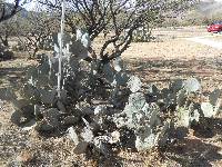 Opuntia engelmannii image