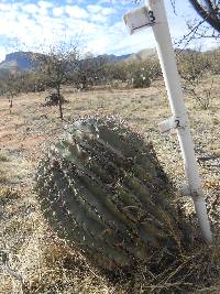 Ferocactus wislizeni image