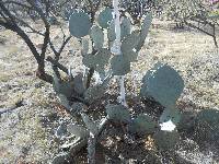 Opuntia engelmannii image