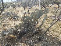 Opuntia engelmannii image