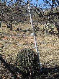 Ferocactus wislizeni image