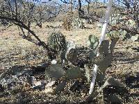 Opuntia engelmannii image