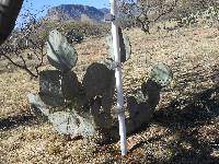 Opuntia engelmannii image
