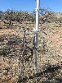 Cylindropuntia spinosior image