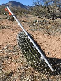 Ferocactus wislizeni image