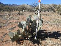 Opuntia engelmannii image