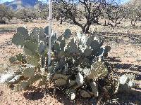 Opuntia engelmannii image