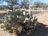 Opuntia engelmannii image