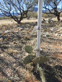 Opuntia engelmannii image