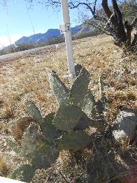 Opuntia engelmannii image