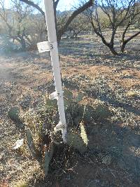 Opuntia engelmannii image