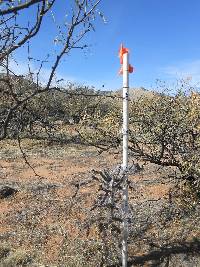 Cylindropuntia spinosior image