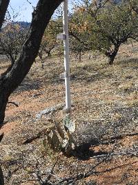 Opuntia engelmannii image