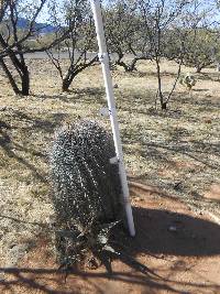 Ferocactus wislizeni image