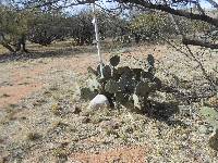 Opuntia engelmannii image