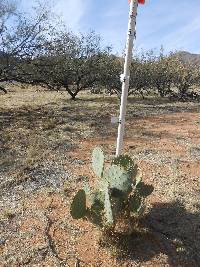 Opuntia engelmannii image