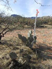 Opuntia engelmannii image