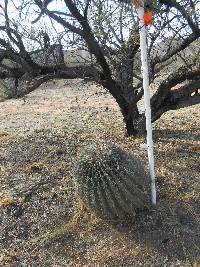 Ferocactus wislizeni image
