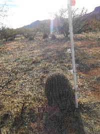 Ferocactus wislizeni image