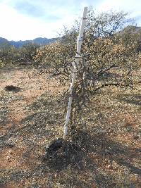 Cylindropuntia spinosior image