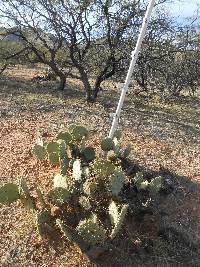 Opuntia engelmannii image