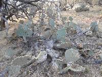 Opuntia engelmannii image