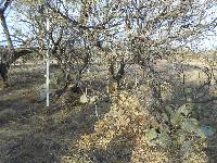 Opuntia engelmannii image