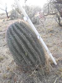 Ferocactus wislizeni image