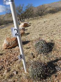 Ferocactus wislizeni image