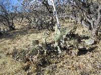 Opuntia engelmannii image