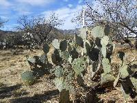 Opuntia engelmannii image