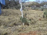 Opuntia engelmannii image