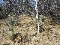 Opuntia engelmannii image