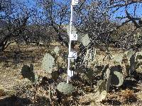 Opuntia engelmannii image