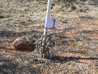 Cylindropuntia spinosior image