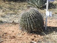 Ferocactus wislizeni image