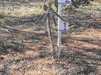 Cylindropuntia spinosior image